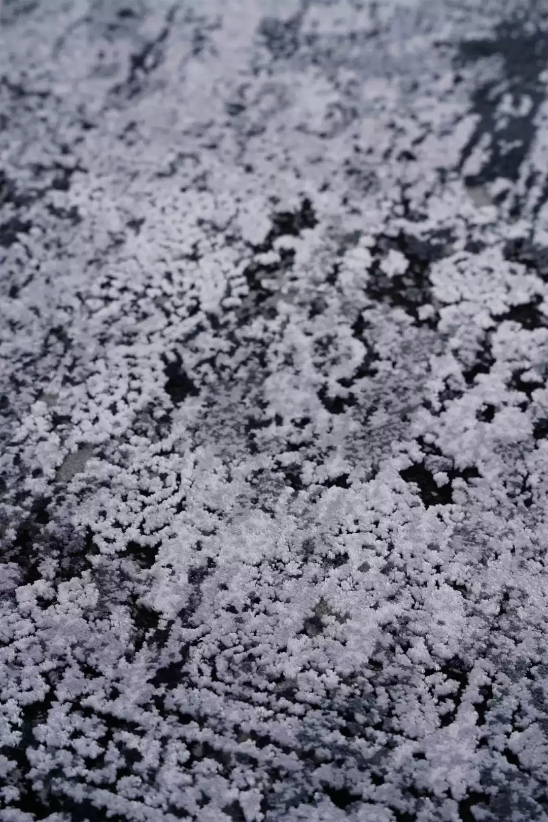 Royal Nero NO00A Viscose Acrylic Living Room Carpet - Image 3