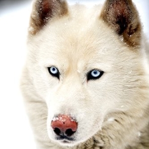 Wolf Painting