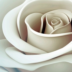 White Rose Painting