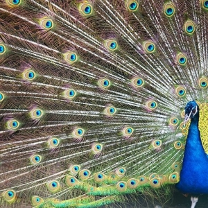 Peacock Painting