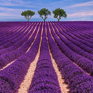 Lavender Field Painting