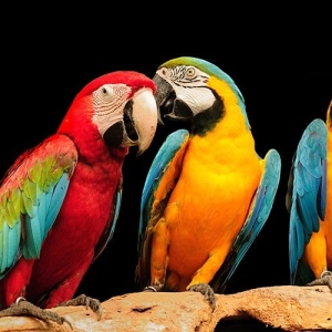 Parrot Painting