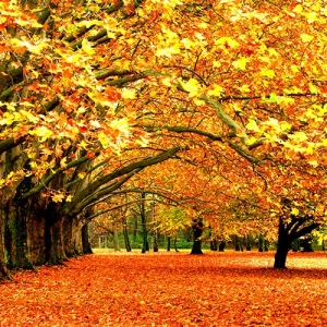 Autumn Table