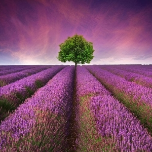 Lavender Field Painting